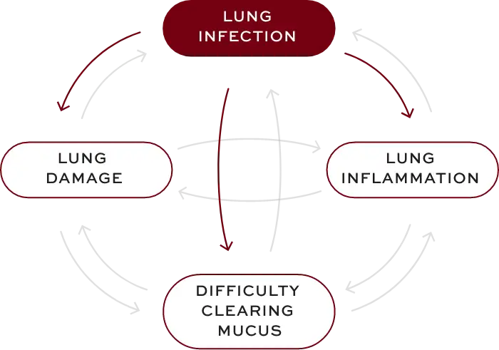 Bronchiectasis (BE) interconnected factors—lung infection