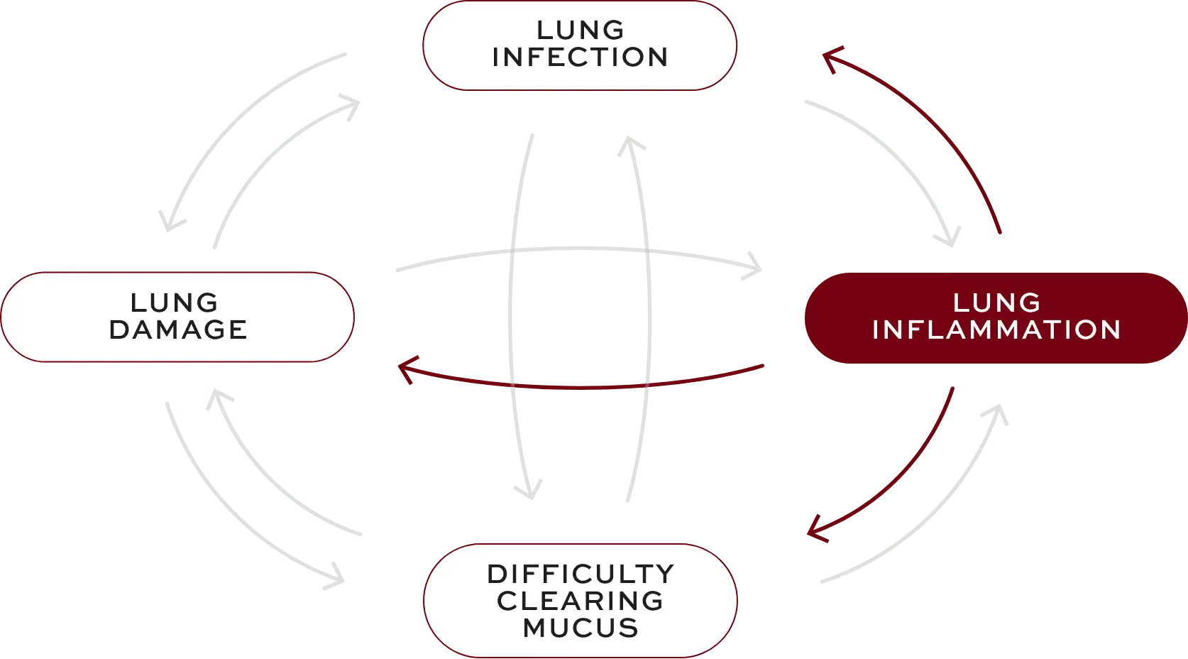 Bronchiectasis (BE) interconnected factors—lung inflammation